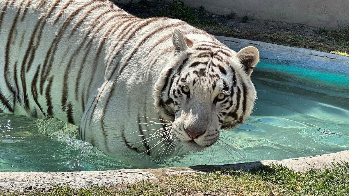 Los desafíos en rescate de fauna silvestre en México, caso Kenzo