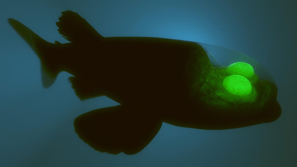 Ojos verdes y coquetos. El misterioso pez de ojos tubulares