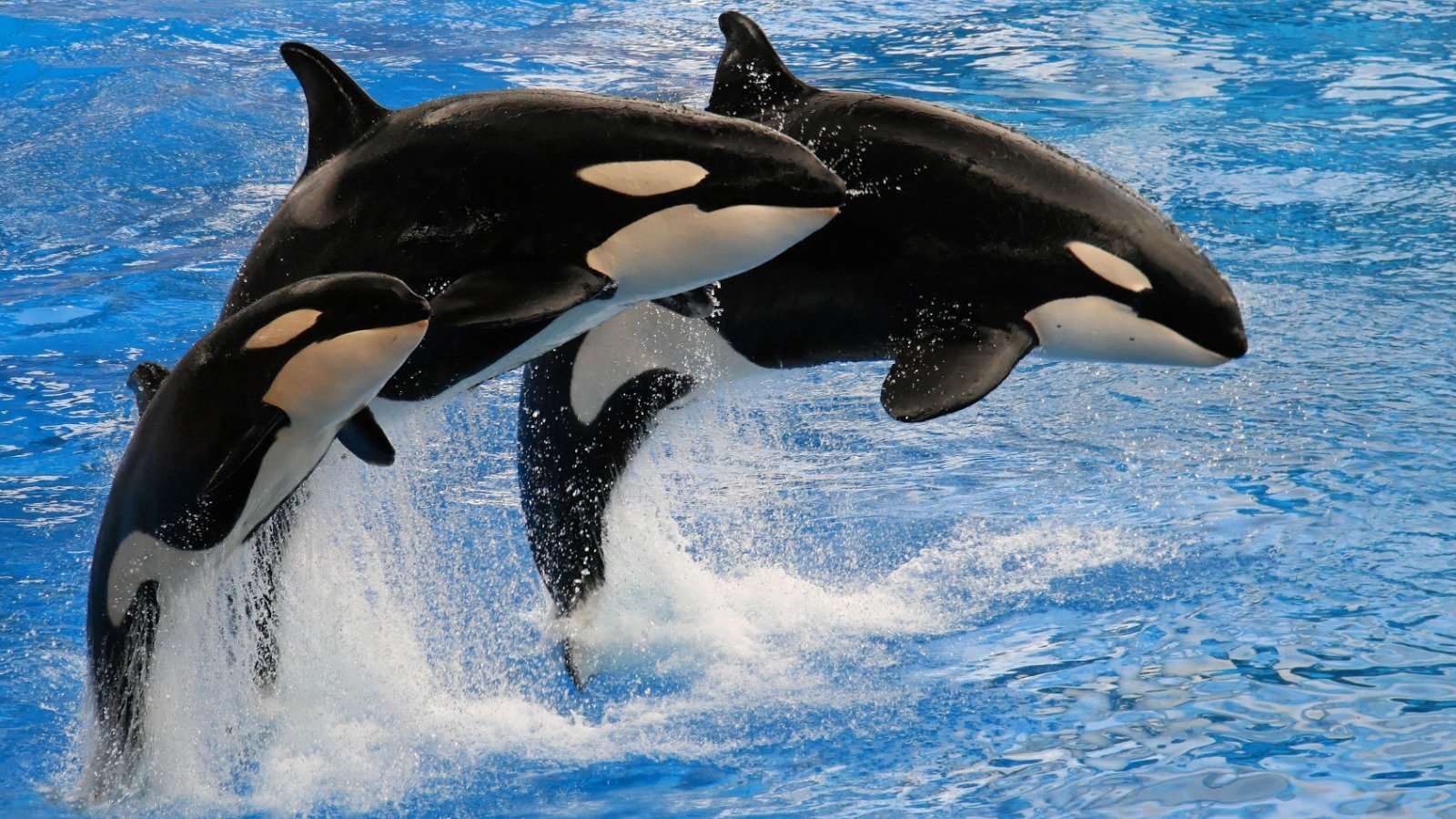 Orcas, más que cazadoras innatas