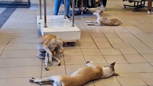 Perros frustran posible robo a negocio