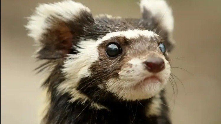 Turón, el adorable y pequeño cazador letal