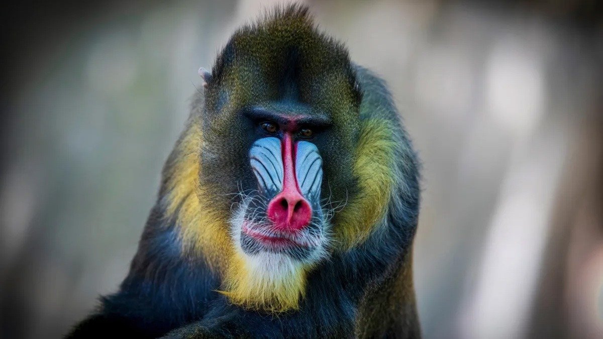 El Mandril, un primate muy colorido