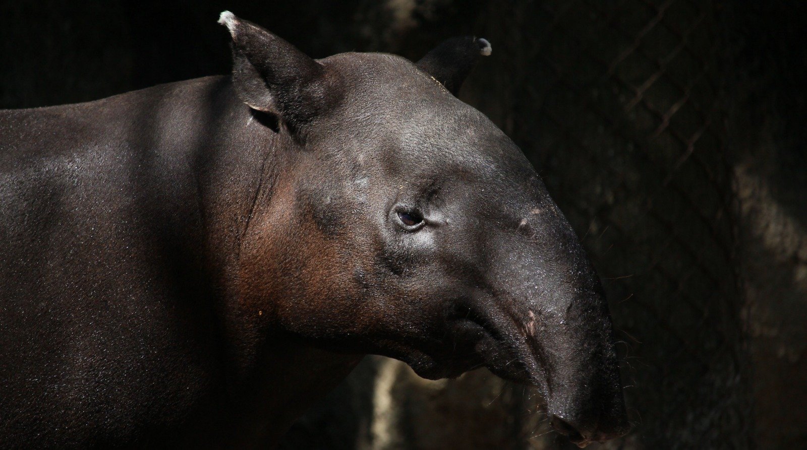 Gran nadador, dispersor de semillas y amante del agua. Así es el Tapir  
