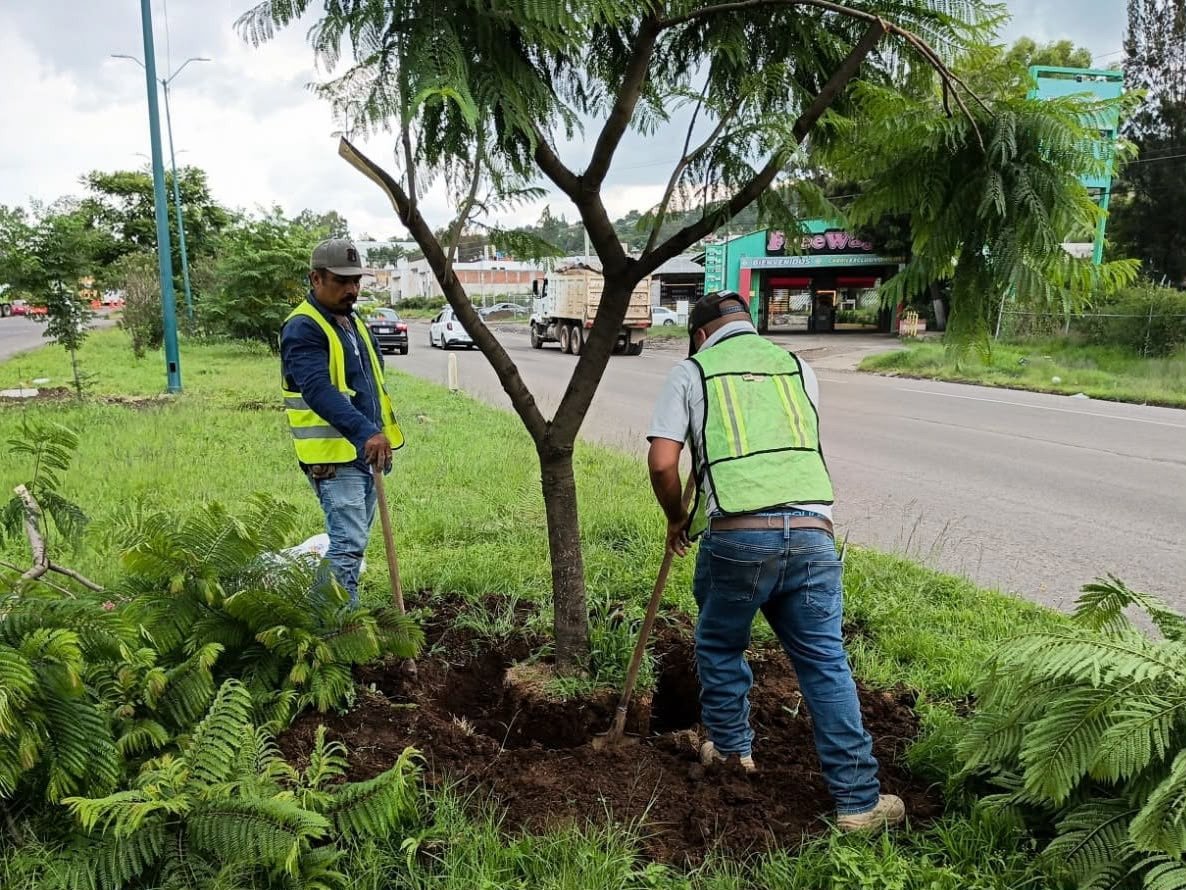 Morebús fortalece la compensación ambiental