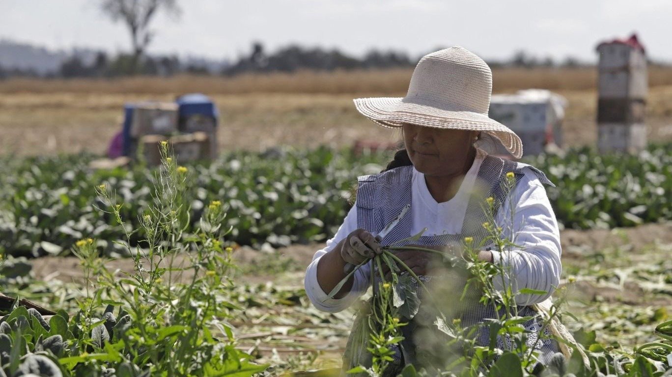 SCJN protege a trabajadores del campo y obliga a empresas a garantizar condiciones dignas