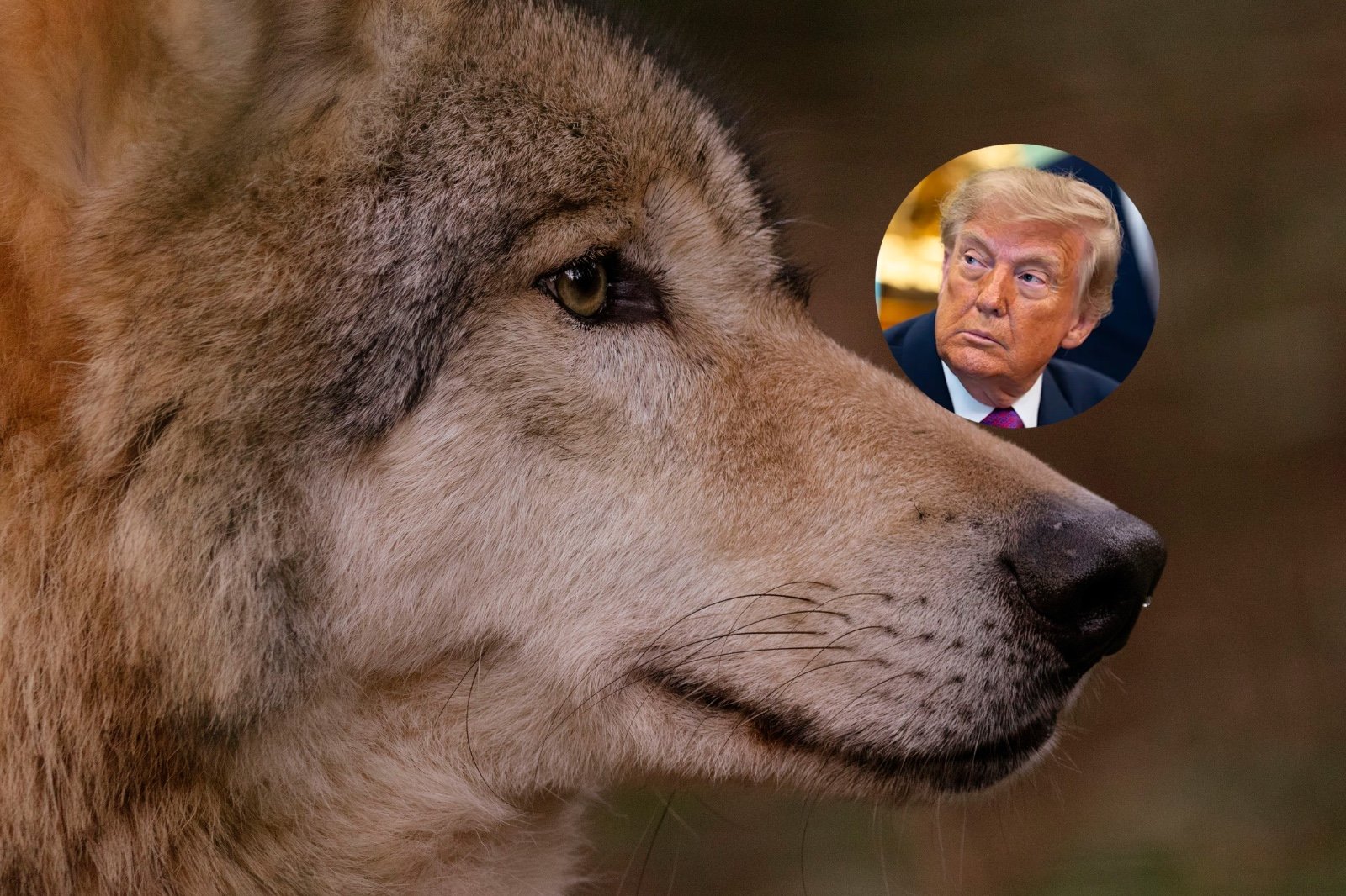 Lobo mexicano en riesgo por órdenes de Trump