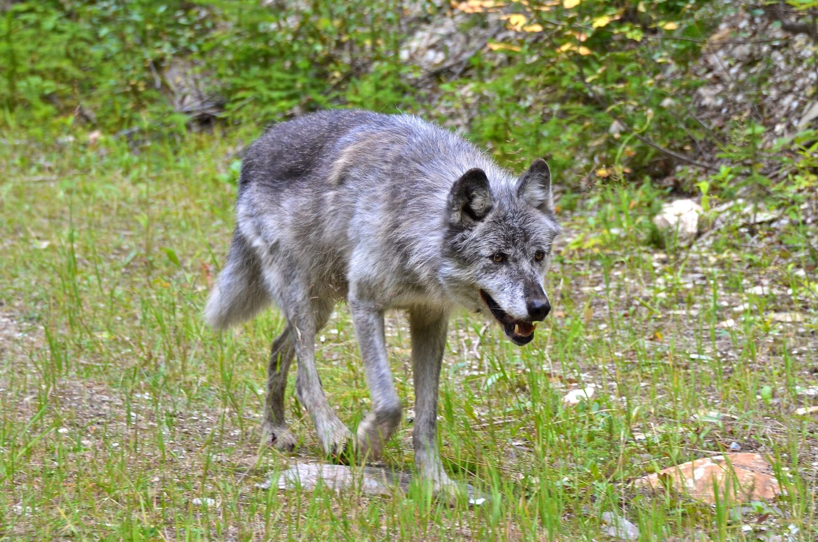 Lobo gris mexicano: tamaño compacto con gran impacto