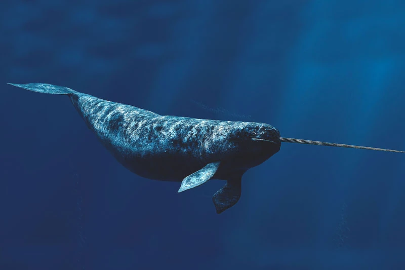 El unicornio que habita el mar. Conoce al Narval