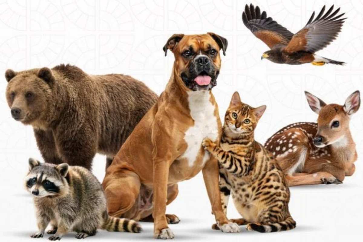 Senado da un paso hacia una nueva ley de bienestar animal