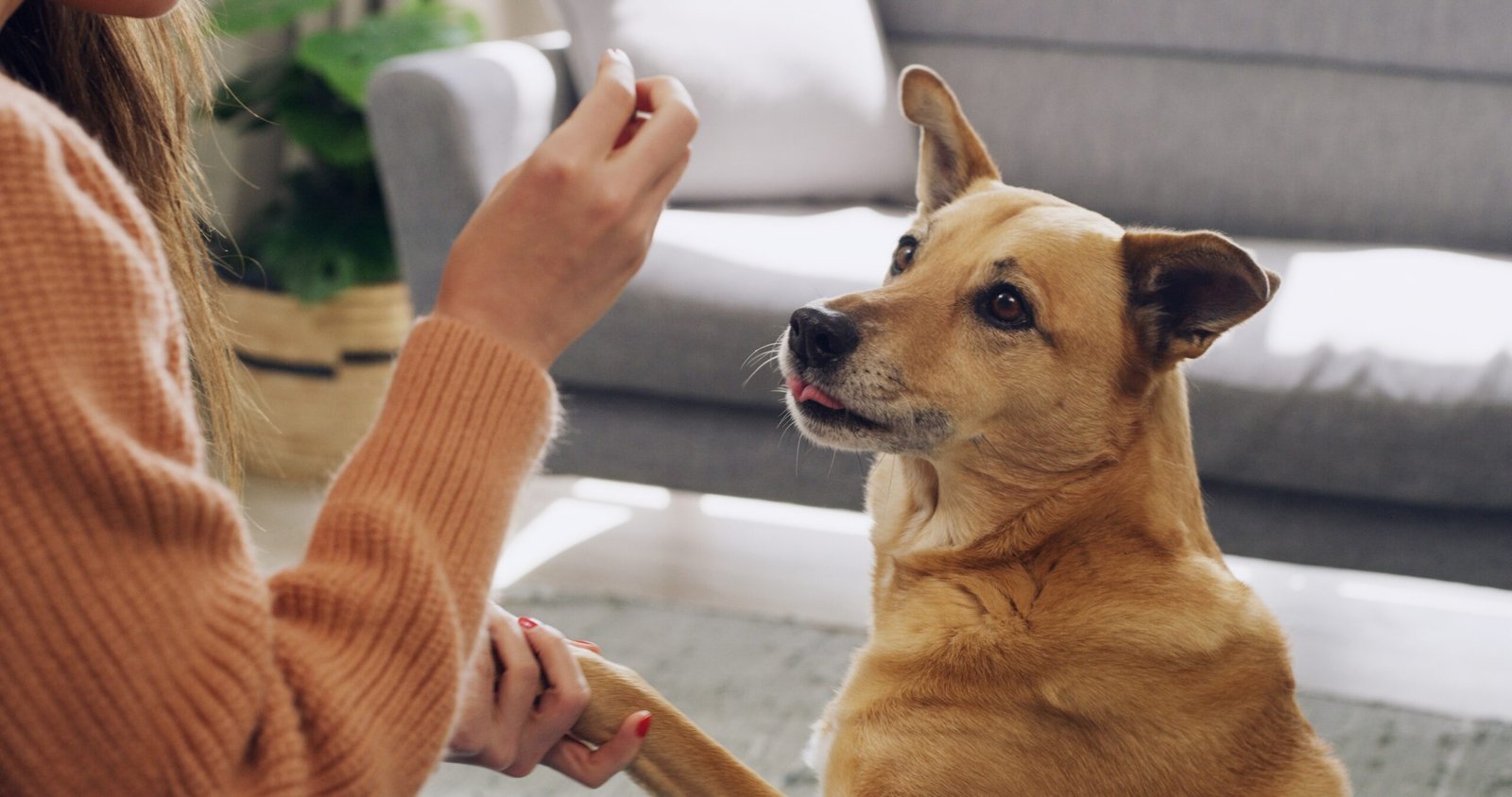 Los perritos adoptados tienen un día especial ¿Sabes cuál es?