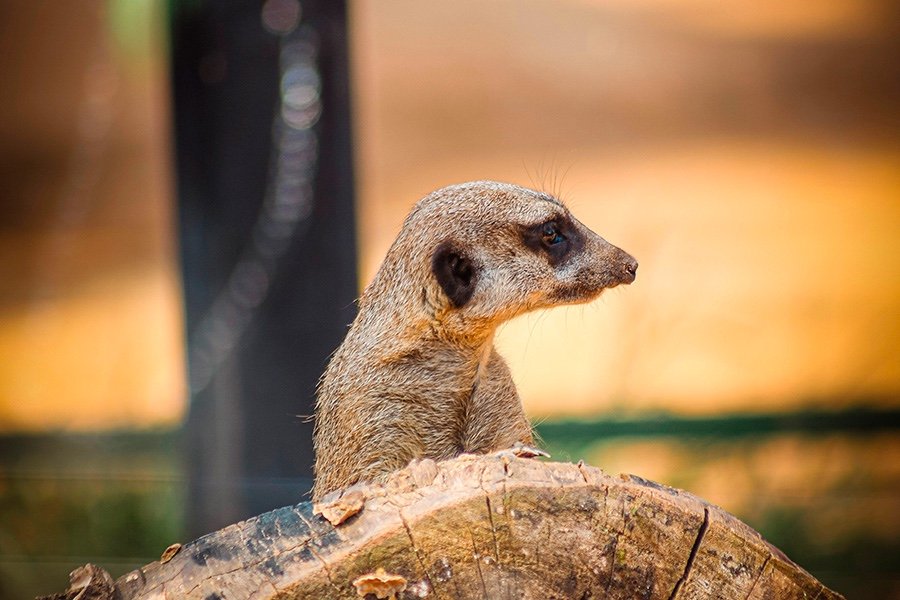 ¿Chismosa o precavida? Una suricata a la vista