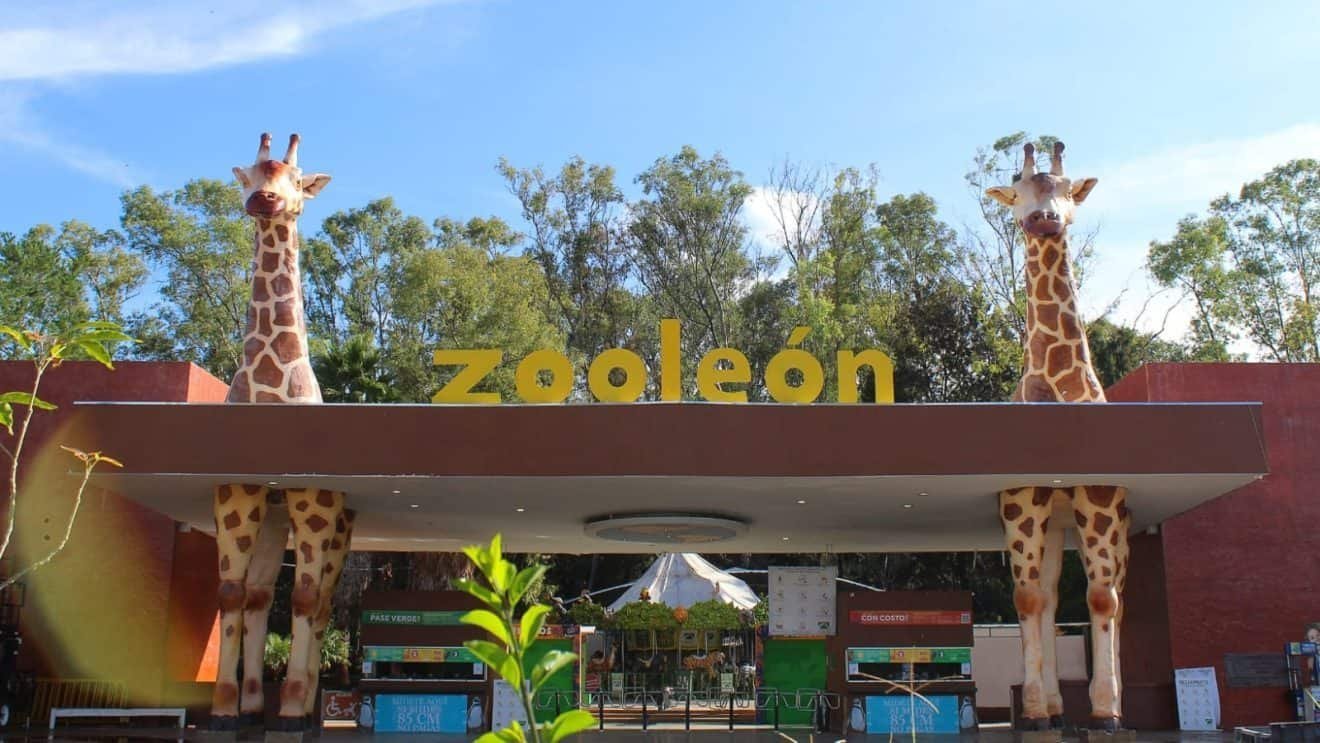ZooLeón suma muertes y cuestionamientos: ¿quién va a responder por los animales en Guanajuato?