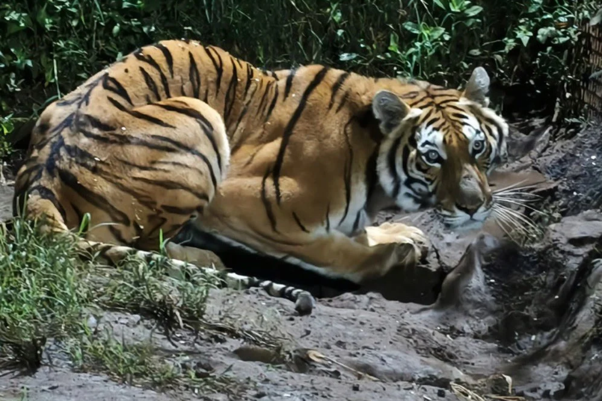 PROFEPA asegura tigre de Bengala y cuatro animales silvestres en Michoacán 