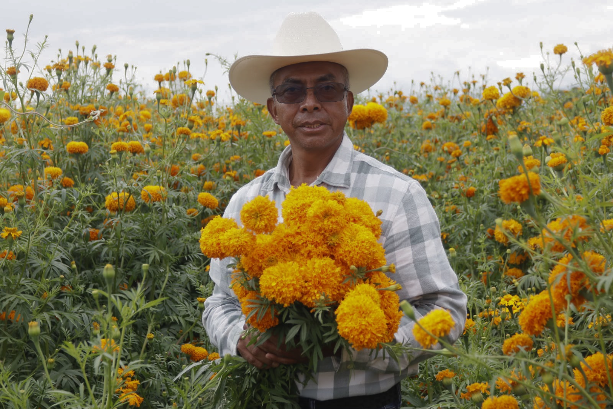 ¡Atlixco se viste de flores! Cempasúchil y terciopelo darán vida al Día de Muertos