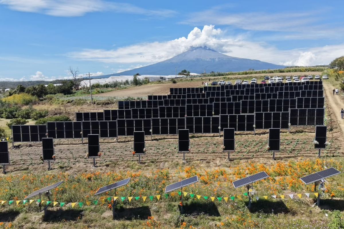 Siembra y energía en una sola parcela. Puebla integra el primer sistema agro-voltaico del país.