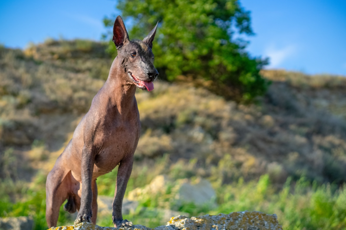 Xoloitzcuintle es declarado patrimonio cultural de la CDMX 