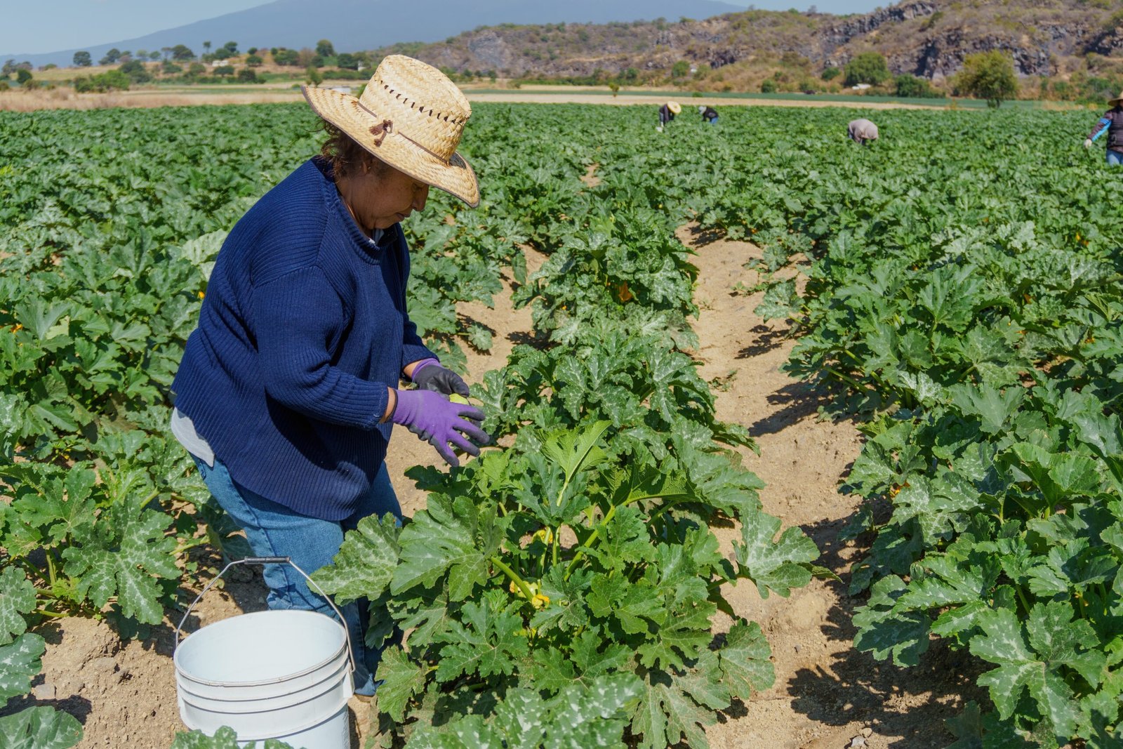 Mujeres rurales de Puebla, las manos que siembran esperanza y cosechan futuro